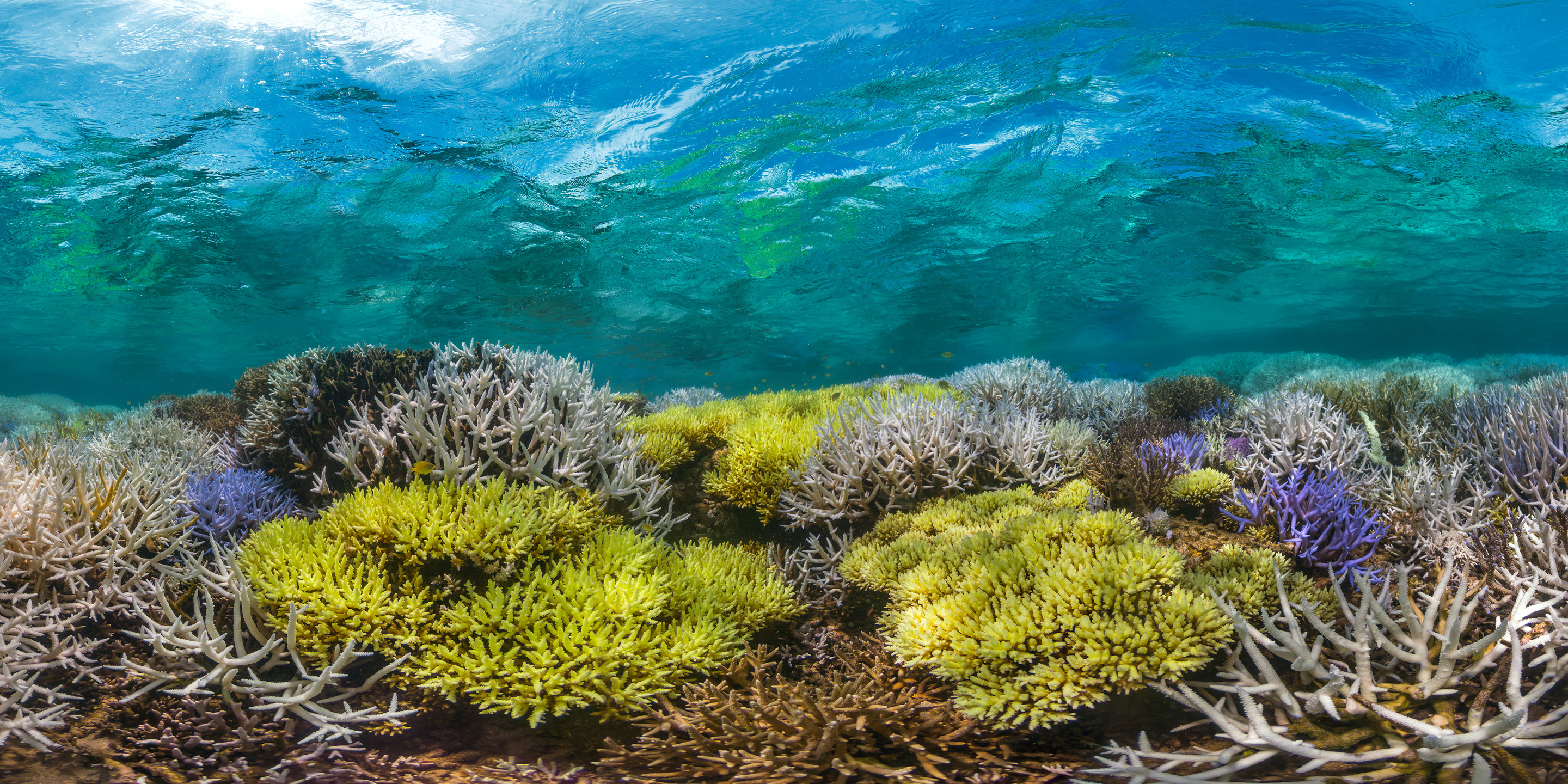 04-coral-bleaching-in-new-caledonia.jpg